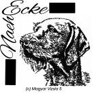Magyar Vizsla 5