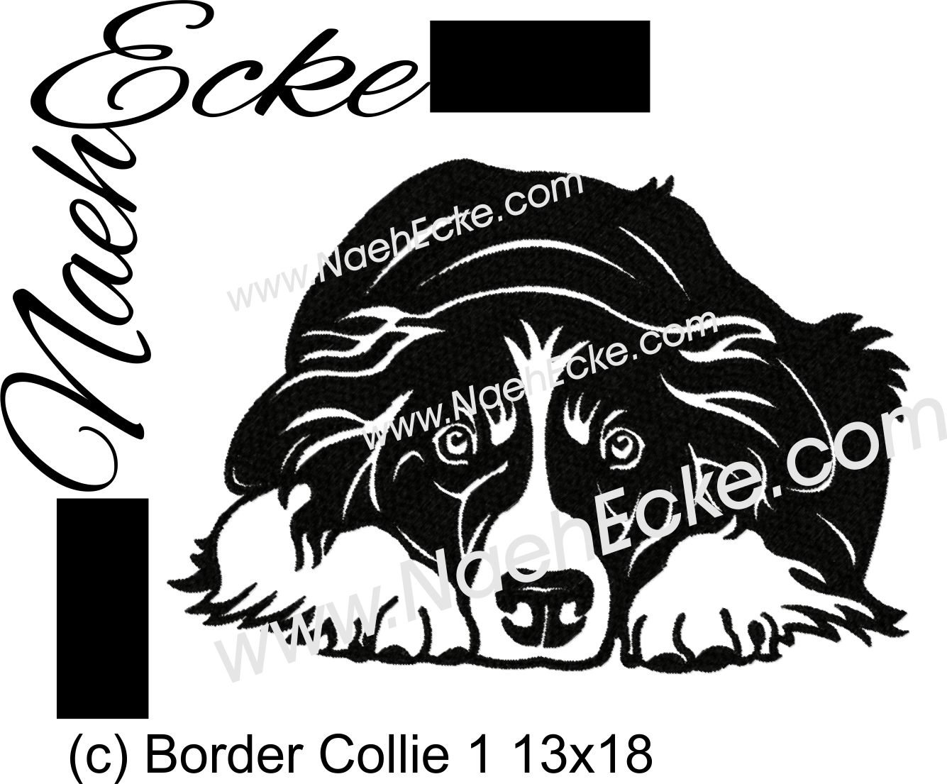 Border Collie 01