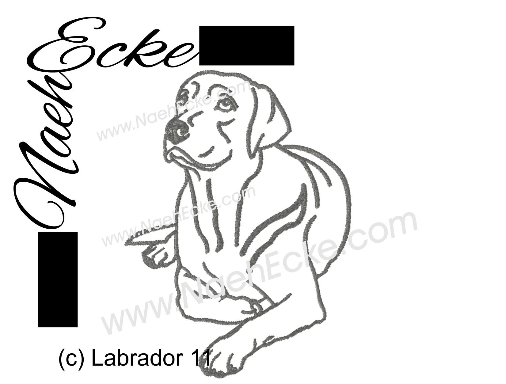 Labrador 11