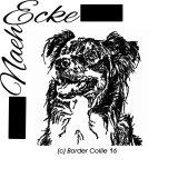 Border Collie