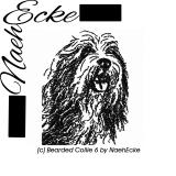 Bearded Collie