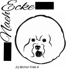 Bichon Frise 4