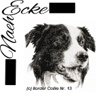 Border Collie 13