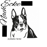 Boston Terrier