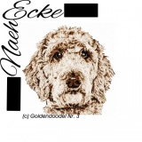 Goldendoodle