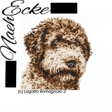 Lagotto Romagnolo 2