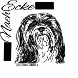 Lhasa Apso 3