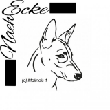 Malinois 01