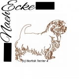 Norfolk Terrier 4