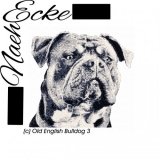 Old English Bulldog 3