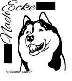 Siberian Husky