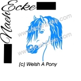 Welsh Pony Sektion A 1