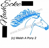 Welsh Pony Sektion A 2
