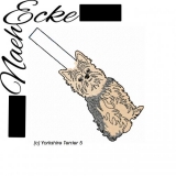 Yorkshire Terrier 5