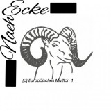 europäisches Mufflon