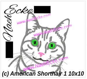 American Shorthair