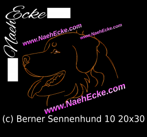 Berner Sennenhund 10