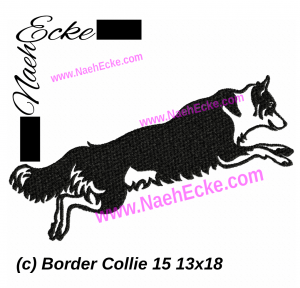 Border Collie 15