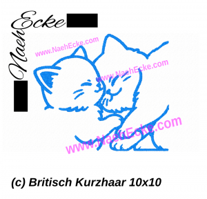 Britisch Kurzhaar 10