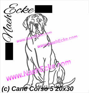Cane Corso 5