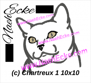 Chartreux 1 (Kartäuser / Malteserkatze)