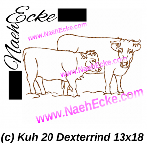 Kuh 20 / Dexterrind