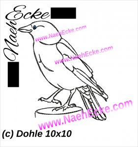 Dohle