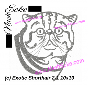 Exotische Kurzhaar Katze 2-1