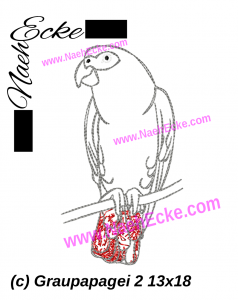 Gray Parrot 2