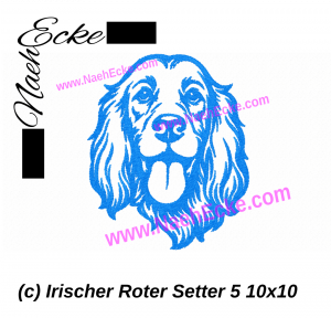 Irish Setter 5
