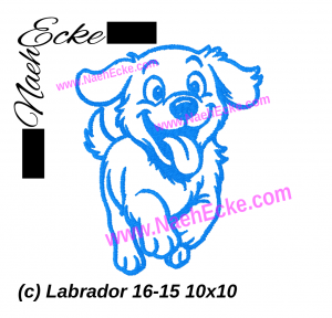 Labrador 16-15