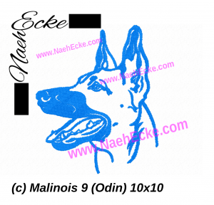 Malinois 09