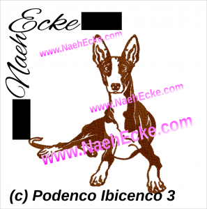 Podenco Ibicenco 3