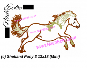 Shetland Pony 3