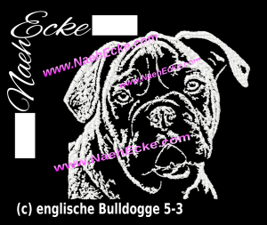 Englische Bulldogge 5-3