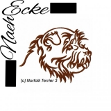Norfolk Terrier 3