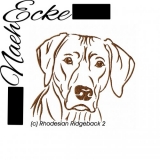 Rhodesian Ridgeback 02