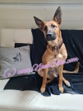 Stickdatei Malinois Nr. 9 10x10