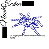 embroidery tarantula 1 Poecilotheria metallica 5x7