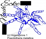 PLOT FILE tarantula 1 Poecilotheria metallica SVG / EPS