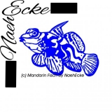 File Synchiropus splendidus 1 SVG / EPS 